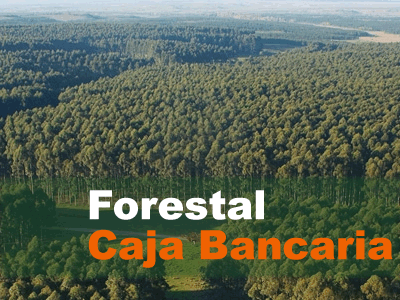 Imagen Forestal Caja Bancaria